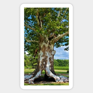 White Bark Tree Sticker